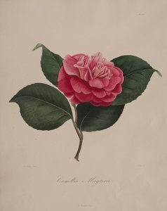 A kamélia nemzetség ikonográfiája: 171. sz alkotó: Abbé Laurent Berlèse