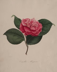 A kamélia nemzetség ikonográfiája: 171. sz., 1839-1843. alkotó: Abbé Laurent Berlèse