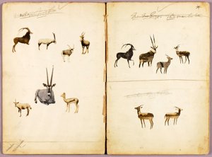 Antilopok, tanulmányi mappa a Concealing Coloration in the Animal Kingdom című könyvhöz alkotó: Abbott Handerson Thayer