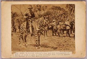 Ló és cirkáló álcázva, tanulmányi mappa a Concealing Coloration in the Animal Kingdom című könyvhöz alkotó: Abbott Handerson Thayer