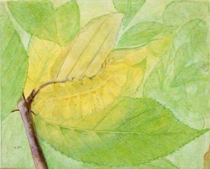 Lunar Caterpillar, tanulmány a Színezés elrejtése az állatvilágban könyvhöz, n.d. alkotó: Abbott Handerson Thayer