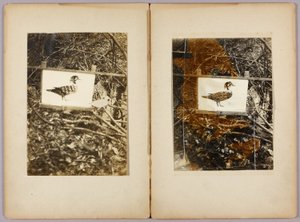 Stencil Ducks, tanulmányi mappa a Concealing Coloration in the Animal Kingdom című könyvhöz alkotó: Abbott Handerson Thayer