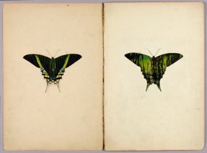 Uránia-moly, tanulmányi mappa az „Álcázó színeződés az állatvilágban” című könyvhöz alkotó: Abbott Handerson Thayer