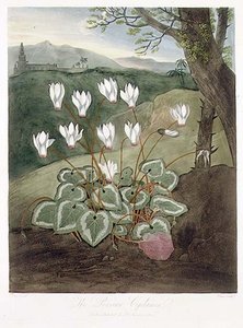 A perzsa ciklámen, Elmes metszete, Robert Thornton „Flora temploma” című kocsmájából. 1804 (színes litó) alkotó: Abraham (after) Pether
