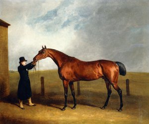 Udny ezredes Bay Colt szarvasgomba a varázslótól, akit egy vőlegény tartott, 1815