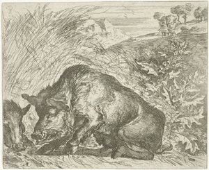 Vaddisznó Különböző állatok (sorozat címe) alkotó: Abraham Danielsz. Hondius
