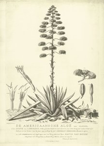 Virágzó amerikai aloe, 1757 Clusius amerikai aloéja, vagy Linné agavéja (...) 1757 nyarán virágzott Jac: Schuurmans Stkehooven, leideni virágüzlet (cím a tárgyon) alkotó: Abraham Delfos