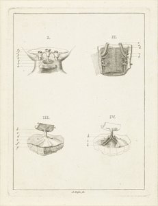 Növények keresztmetszete alkotó: Abraham Delfos
