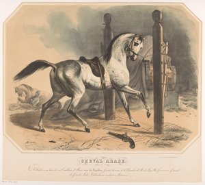 Arab ló, Godert van der Capellen Cheval Arabe (cím a tárgyon)