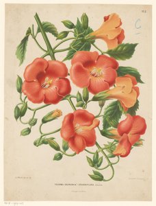 Bignonia Tecoma (bignonia) grandiflora (cím a tárgyon) alkotó: Abraham Jacobus Wendel