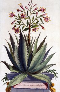 Aloe Serrata major umbellifera, a Phytographia Curiosa-ból, 1702-ben megjelent