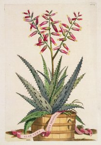 Aloe Vera Costa Spinosa, a Phytographia Curiosa-ból, 1702-ben megjelent (színes metszet)
