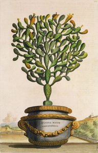 Opuntia Maior Augustifolia, a Phytographia Curiosa-ból, 1702-ben jelent meg