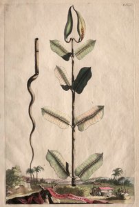 Kíváncsi Phytographia: Apocynum Virginianum