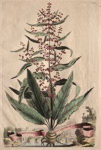 Különös Phytographia