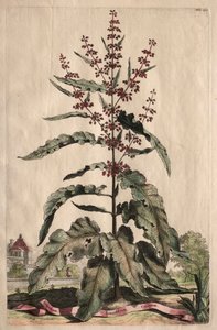 Phytographia Curiosa: Lapathum Longifolium Crispum. alkotó: Abraham Munting