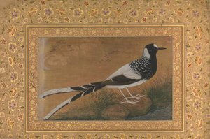 Foltos Forktail, Folio a Shah Jahan albumból, recto: kb. 1610-15, verso kb. 1540. alkotó: Abu al Hasan