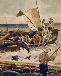Rendkívüli kékúszójú tonhal halászat a szardíniai Piana-szigeten, Achille Beltrame (1871-1945), La Domenica del Corriere-ből, 1900. június 30. alkotó: Achille Beltrame