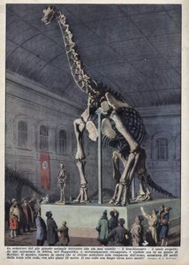 Egy brachiosaurusz-csontváz installációja egy berlini múzeumban, amelyet egy tudós fedezett fel Afrikában. Achilles Beltrame illusztrációja a „La domenica del corriere”-ben, 1937.12.12. alkotó: Achille Beltrame