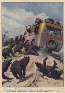 Az anatóliai (Törökország) út mentén egy medvecsorda támadott meg egy buszt hat utassal.