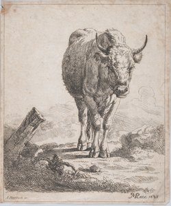 Egy tehén elölről nézve, 1805.