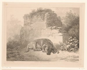 Alvó kutya a fal előtt Állatok holland mesterek festményei után (sorozat címe) Différens animaux gravés d
