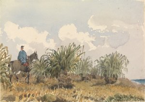 Tussac fű, Falkland-szigetek