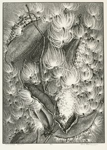 Milkweed Balett alkotó: Adolf Ernst Meissner