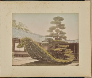 Fenyőfa, Kinkakuji alkotó: Adolfo Farsari