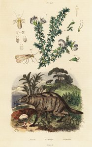 Aardwolf, arab borsó és tetű. alkotó: Adolph (after) Fries