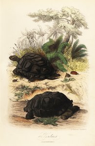 Aldabra óriásteknős, Aldabrachelys gigantea, sebezhető