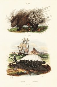 Tarajos disznó és tigris cowrie.