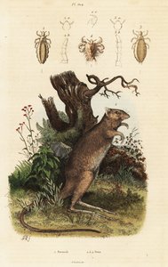 Hosszú lábú potoroo és tetvek. alkotó: Adolph (after) Fries