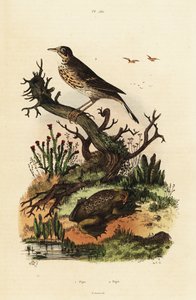 Réti pipi és suriname-i varangy.