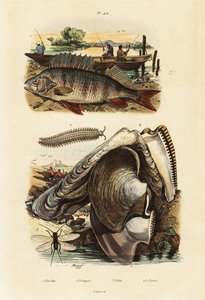 Sügér, gyöngy osztriga, bársonyféreg és csipkefűzés., 1834-1839 (metszet)