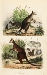 Vörös kenguru, Macropus rufus (alul), keleti szürke kenguru, Macropus giganteus (jobbra fent) és szürkés Wallaby, Thylogale brunii (balra fent)