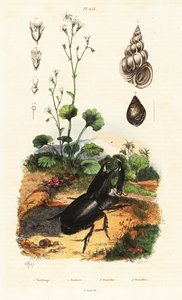 Orrszarvú bogár, csiga és szaxifrage.