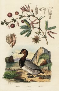 Tengeri gyömbér, pochard és érzékeny növény. ,1834-1839 (metszet) alkotó: Adolph (after) Fries