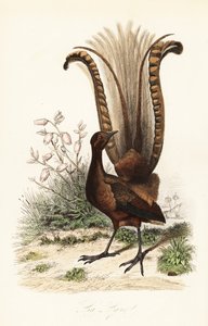 Kiváló lyremadár, Menura novaehollandiae, la Lyre és hamis azálea, Menziesia ferruginea