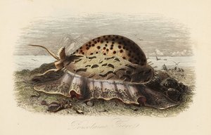 Tigris cowrie, Cypraea tigris