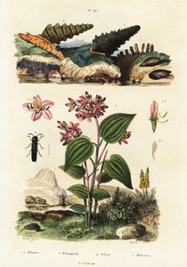Trombita csigák, katonabogarak és Clidemia., 1834-1839 (metszet) alkotó: Adolph (after) Fries