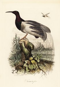 Tizenkét vezetékes paradicsommadár, Seleucidis melanoleucus