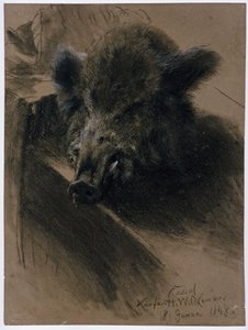 Egy vaddisznó feje a kasseli választófejedelmi vadászteremben alkotó: Adolph Menzel