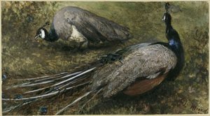 A két páva. A „Gyermekalbumból” alkotó: Adolph Menzel