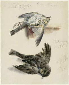 Elpusztult fenyőrigó két nézetben alkotó: Adolph Menzel
