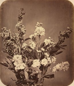 Csokor, c. 1855.