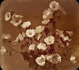 [Flower Study, Rose of Sharon], kb. 1854.
