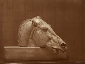 [Lófej a Parthenon timpanonjáról, British Museum] alkotó: Adolphe Braun
