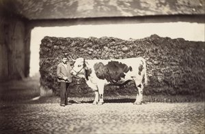 [Prize Bull] alkotó: Adolphe Braun