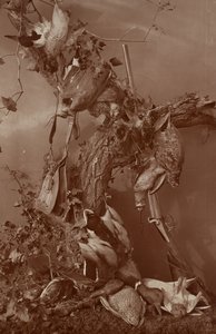 [Still Life: Dead Game] alkotó: Adolphe Braun